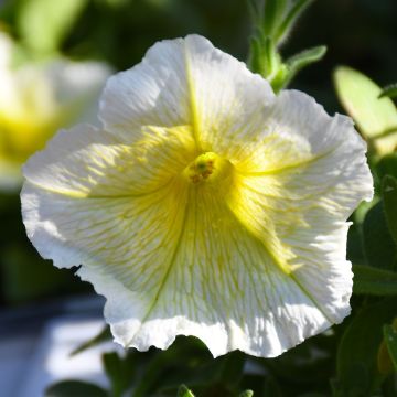 Petunia, 'Yellow'