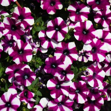 Petunia, Shortcake™ 'Blueberry'