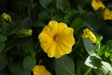 Petunia, Caliburst™ Yellow