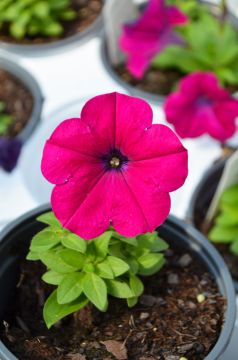 Petunia, Capella™ 'Burgundy'