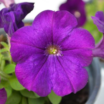 Petunia, Capella™ 'Indigo'