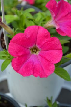 Petunia, Capella™ 'Rose'