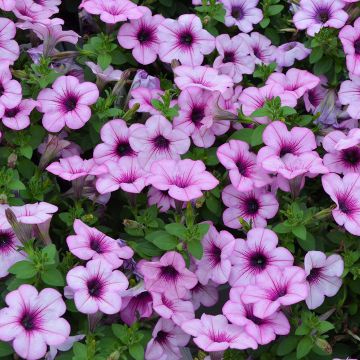 Petunia, Capella™ 'Pink Lace'