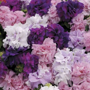 Petunia, Double Cascade Mix