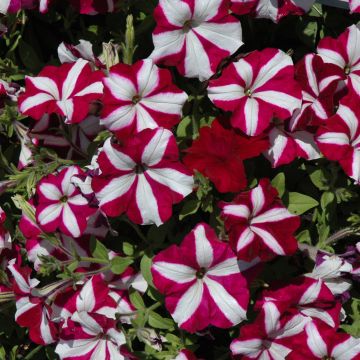 Petunia, Easy Wave® 'Burgundy Star'