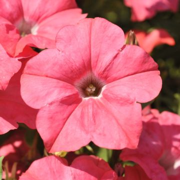 Petunia, E3 Easy Wave® 'Coral'