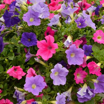Petunia, Easy Wave® 'Vibrant Mix'