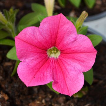 Petunia, Headliner™ 'Lipstick'