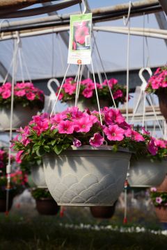 12&quot; Hanging Basket Petunia Headliner Lipstick