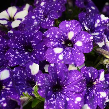 Petunia, Headliner™ 'Night Sky'