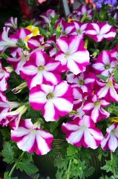 Petunia, Headliner™ 'Raspberry Swirl'