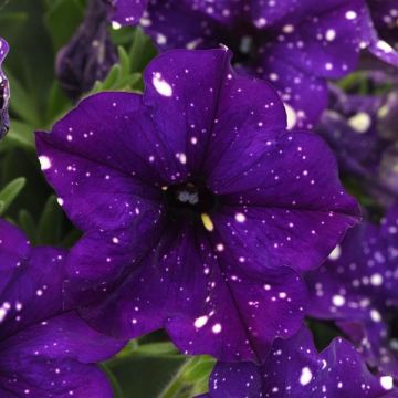 Petunia, Headliner™ 'Violet Sky'