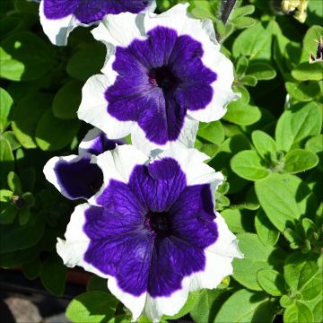 Petunia, Hulahoop 'Blue'