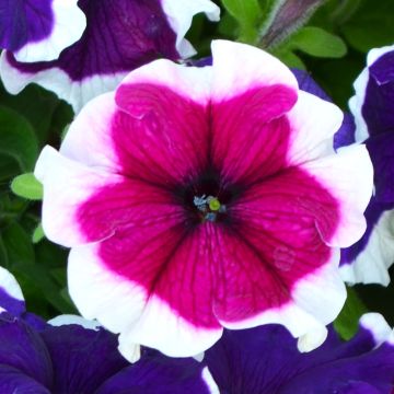 Petunia, Hulahoop 'Burgundy'