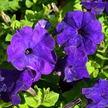 Petunia, Hurrah™ 'Blue'