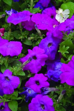 Petunia, Hurrah™ 'Lavender Tie Dye'