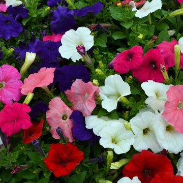 Petunia, Hurrah™ Pro Formula Mix