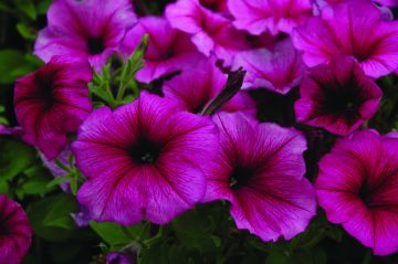Petunia, Hurrah™ 'Plum'