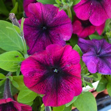 Petunia, Hurrah™ 'Velvet'