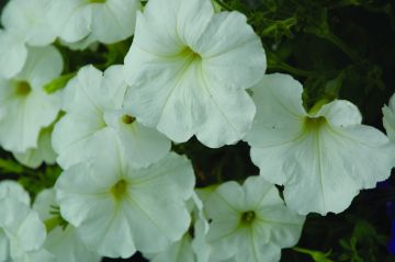 Petunia, Hurrah™ 'White'