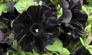 Petunia, Starlet™ 'Velvet'