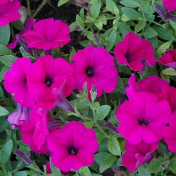 Petunia, Wave® 'Purple'