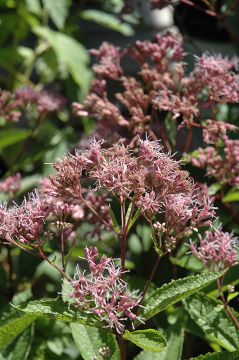 Eupatorium, Joe Pye Weed 'Phantom'