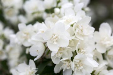 Philadelphus, Mock Orange 'First Editions® Snow White™'