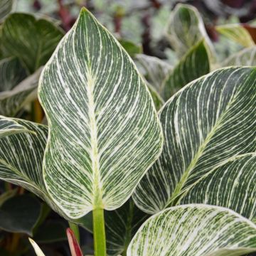 Philodendron Birkin 'White Wave'