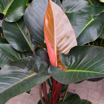 10"" Pot