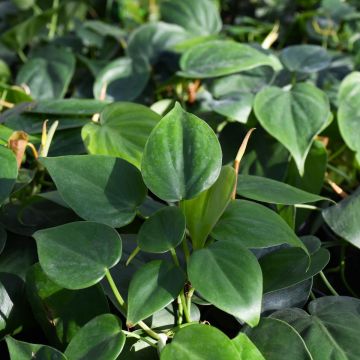 Philodendron Cordatum 'Heartleaf'