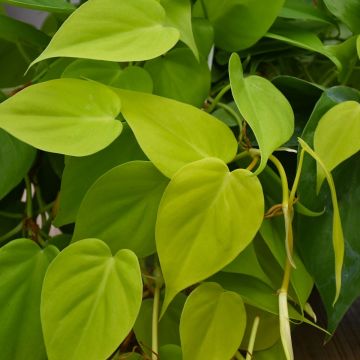 Philodendron Cordatum 'Lemon Lime'