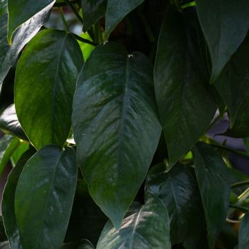 Epipremnum Pinnatum 'Dragon's Tail'