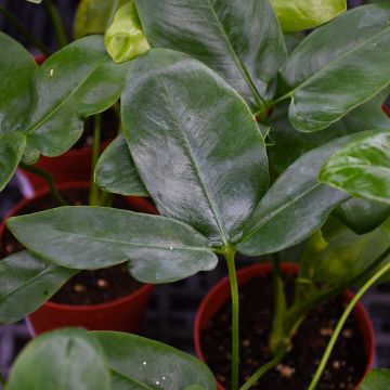 Philodendron Goeldii