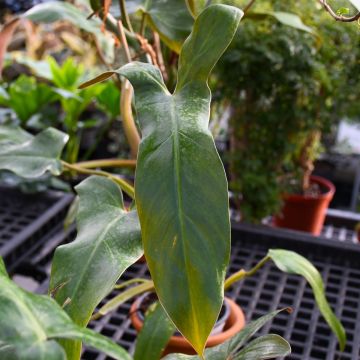 Philodendron Mexicanum 'Mexican Jungle Vine'