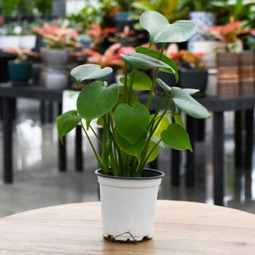 Monstera Deliciosa 'Gerten Grown'