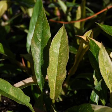 Philodendron 'Ring of Fire'