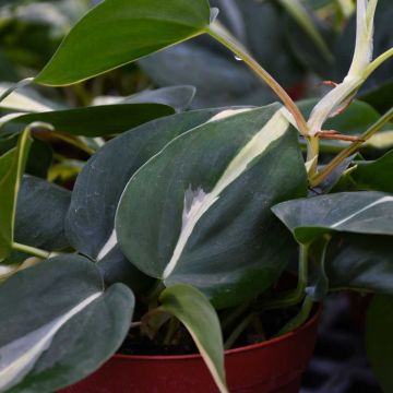 Philodendron Hederaceum 'Rio'