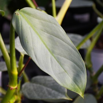 Philodendron Hastatum 'Grey'