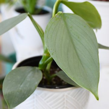Philodendron Hastatum 'Silver Sword'