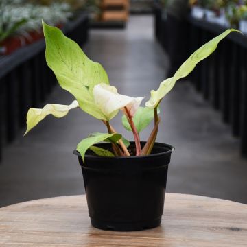 Philodendron 'Snow Drift'