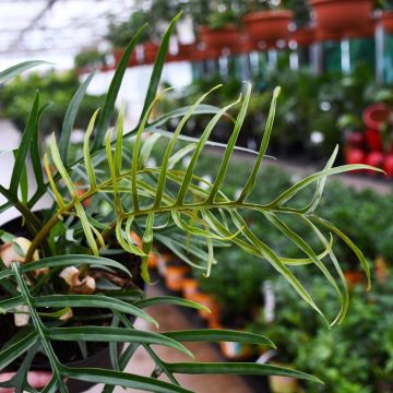 Thaumatophyllum Bipinnatifidum, Philodendron 'Tortum'