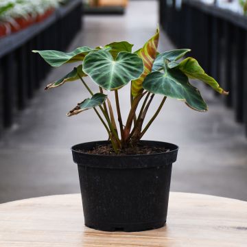 Philodendron Verrucosum 'Velvet Leaf'