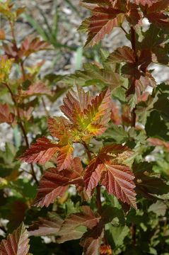 Physocarpus, Ninebark Tree 'First Editions® Amber Jubilee®'