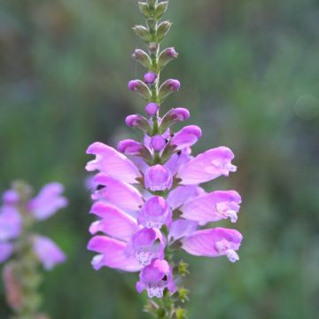Physostegia, Obedient Plant, 6 pack