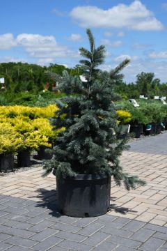 Picea, Colorado Spruce 'Baby Blue'