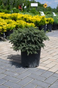 Picea, Black Spruce 'Blue Nest'