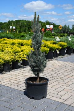 Picea, Colorado Spruce 'Blue Totem'