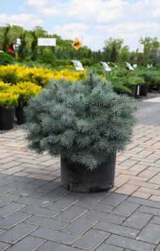 Picea, Colorado Spruce 'Christina Blue'