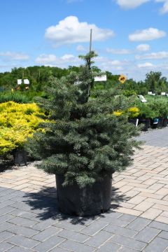 Picea, Colorado Spruce